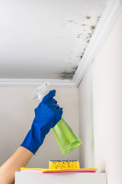 Best Emergency Mold Remediation in Snow Hill, MD