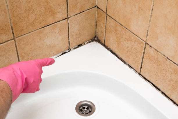 Best Emergency Mold Remediation in Snow Hill, MD